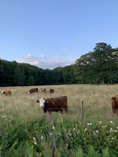 some cows are standing in the tall grass