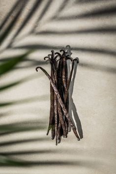 some brown sticks on a white surface with a shadow from the plant behind them and a green leaf