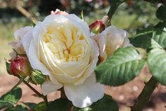 a white and yellow rose is blooming in the sun, with green leaves around it