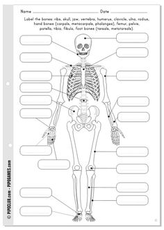 the human body worksheet with skeleton and bones for kids to practice their reading skills