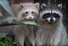 two raccoons standing next to each other in front of some trees and bushes