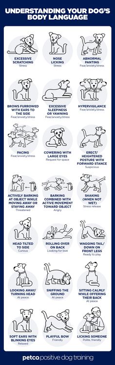 a poster with instructions on how to use the dog's body and postures