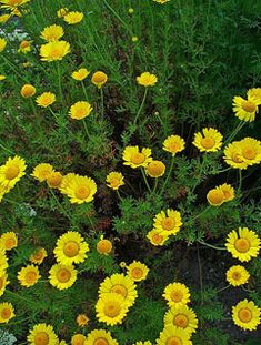 many yellow flowers are growing in the grass