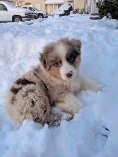 a fluffy dog is laying in the snow