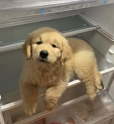 a puppy is sitting in an open refrigerator