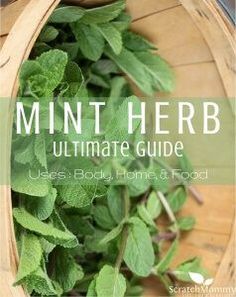 a basket full of mint leaves with the words mint herb ultimate guide in front of it