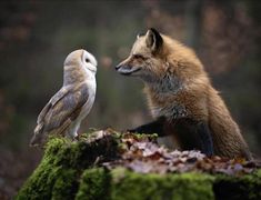 an owl and a fox are sitting on moss