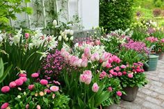 pink and white flowers line the side of a house