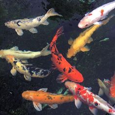 many different colored koi fish swimming in the water