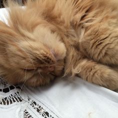 an orange cat sleeping on top of a white doily