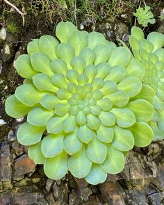 a large green flower sitting on top of rocks