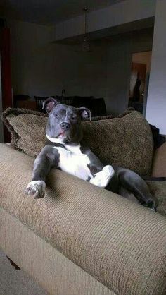 a dog sitting on top of a couch next to a quote that reads, i don't always sit on the couch, but when i do,