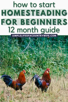 two roosters standing in the grass with text overlay that reads how to start homestading for beginners 12 month guide