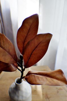 a plant in a vase sitting on a table