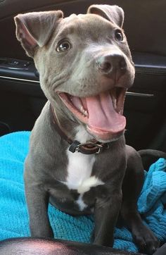 a gray and white dog sitting on top of a blue blanket in the back seat of a car