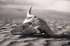 an animal skull laying in the sand