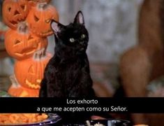 a black cat sitting on top of a table next to pumpkins and jack - o'- lanterns