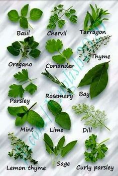 the different herbs that are used to make an herb plant identification chart for kids and adults