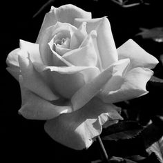 a black and white photo of a rose