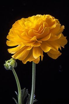 a yellow flower on a black background with spanish words