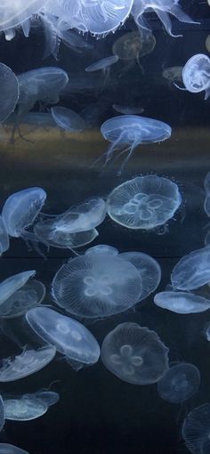 many jellyfish are swimming in an aquarium