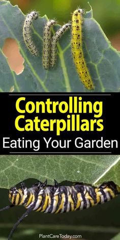 the cover of controlling caterpillars eating your garden