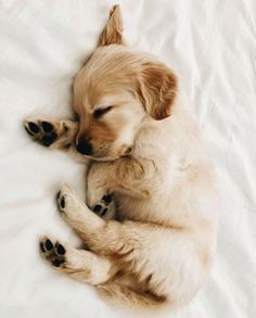 a dog is sleeping on its back with his paws curled up in the shape of a heart