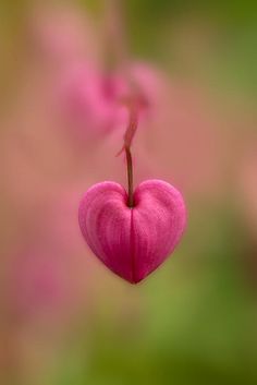 a pink heart hanging from the side of a tree with a quote written in spanish