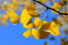 yellow leaves on a tree branch against a blue sky