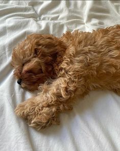 a small brown dog laying on top of a bed