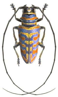 an insect with orange and blue stripes on it's body, sitting in the center of a circle