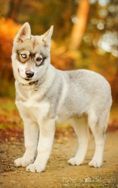 a husky dog standing on a dirt road