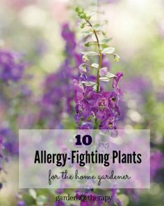 10 flowering plants that are best for people with allergies. Allergy-Fighting plants for the home gardener Garden Tips, Cool Plants, Garden Flowers, Dream Garden, Garden And Yard, Yard Ideas, Organic Gardening, Backyard Garden, Gardening Ideas