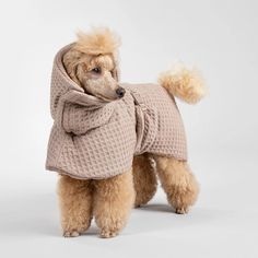 a poodle wearing a sweater and scarf