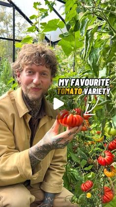 a man kneeling down in front of some tomatoes