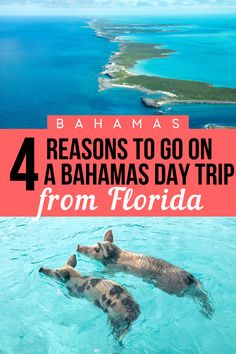 three pigs swimming in the ocean with text reading 4 reasons to go on a banana day trip from florida