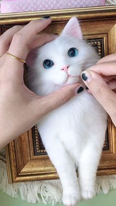 a white cat with blue eyes is being held in front of a mirror by someone's hands