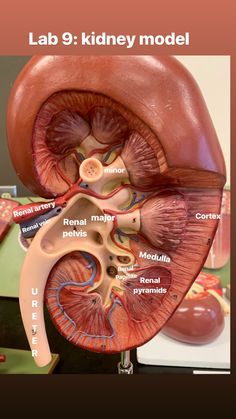 an image of the inside of a human body, with labels on each side and labeled in red