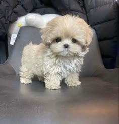 a small white dog standing on top of a seat