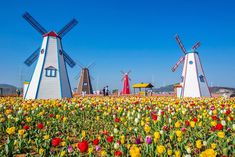 three windmills in the middle of a field with tulips and other flowers