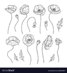 hand drawn poppy flowers and leaves