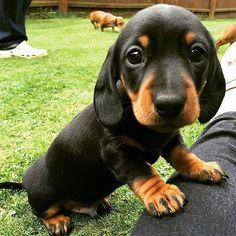 a small black and brown dog sitting on top of a person's leg in the grass