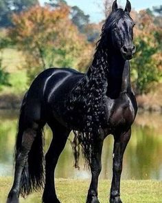 a black horse standing on top of a lush green field next to a lake with trees in the background