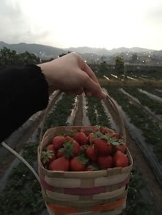 a person is holding a basket full of strawberries in the middle of a field