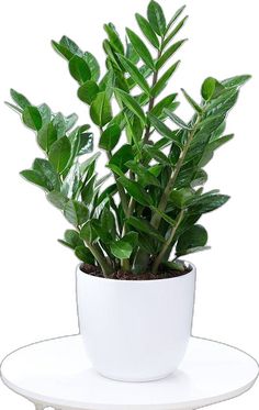 a potted plant sitting on top of a white saucer next to a plate