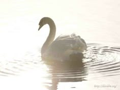 a swan is swimming in the water at sunset