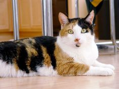 a calico cat laying on the floor looking at the camera