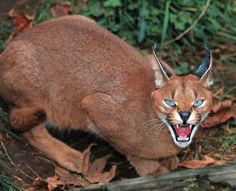 a small cat with blue eyes is standing on the ground and yawning it's teeth