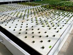 several rows of plants growing in plastic trays