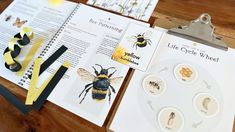 the life cycle of a bee is shown with paper and scissors on top of it